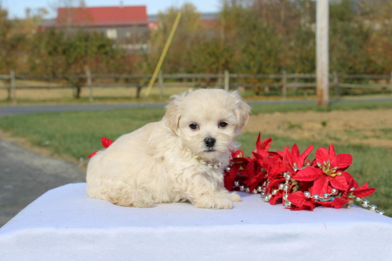 puppy, for, sale, Maltipoo, Matthew B. Stoltzfus, dog, breeder, Gap, PA, dog-breeder, puppy-for-sale, forsale, nearby, find, puppyfind, locator, puppylocator, aca